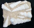 Large Fossil Turritella (Gastropod) From France #8811-1